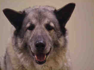 Norwegian Elkhound Dogs for adoption in Lee's Summit, MO, USA