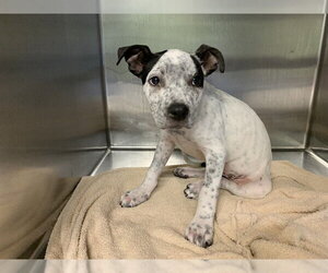American Staffordshire Terrier-Unknown Mix Dogs for adoption in Grand Prairie, TX, USA