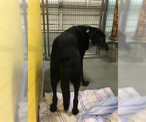 Labrador Retriever Dogs for adoption in Norfolk, VA, USA