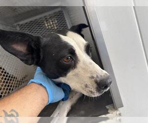 Border Collie-Unknown Mix Dogs for adoption in Bakersfield, CA, USA