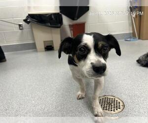 Mutt Dogs for adoption in Ocala, FL, USA