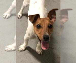 Jack Russell Terrier Dogs for adoption in Eureka Springs, AR, USA