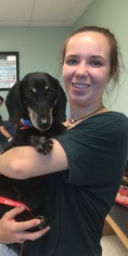 Dachshund Dogs for adoption in Cary, NC, USA