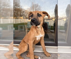 Mutt Dogs for adoption in Genesee, WI, USA