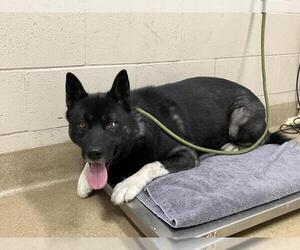 Siberian Husky Dogs for adoption in Santa Maria, CA, USA