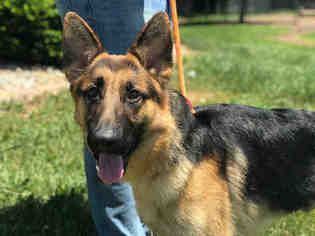 German Shepherd Dog Dogs for adoption in Urbana, IL, USA