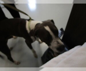 American Staffordshire Terrier-Unknown Mix Dogs for adoption in Ocala, FL, USA