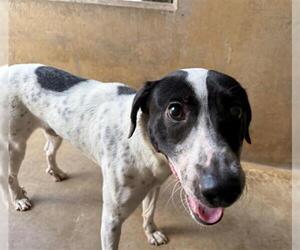 Pointer-Unknown Mix Dogs for adoption in Chula Vista, CA, USA
