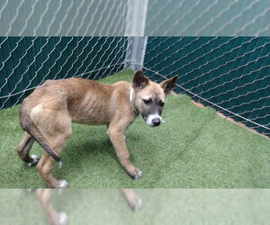 Siberian Husky-Unknown Mix Dogs for adoption in Downey, CA, USA