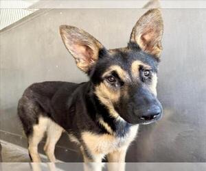German Shepherd Dog-Unknown Mix Dogs for adoption in San Bernardino, CA, USA