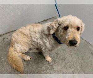 Goldendoodle (Miniature) Dogs for adoption in Rosenberg, TX, USA