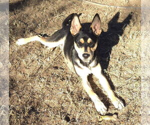 Huskies -Unknown Mix Dogs for adoption in PIPE CREEK, TX, USA