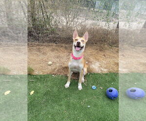 Siberian Husky-Unknown Mix Dogs for adoption in FRAMINGHAM, MA, USA