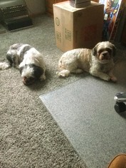 Shih Tzu Dogs for adoption in Belleuve, NE, USA