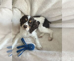 Medium Photo #9 Cocker Spaniel Puppy For Sale in St. Louis Park, MN, USA