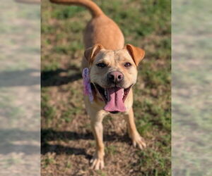 Labrador Retriever Dogs for adoption in Oakhurst, NJ, USA