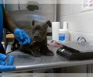 Bullboxer Pit Dogs for adoption in Fayetteville, NC, USA