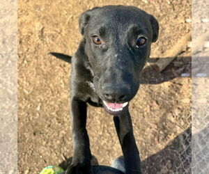 Mutt Dogs for adoption in Sparta, TN, USA