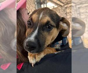 Mutt Dogs for adoption in Tulsa, OK, USA