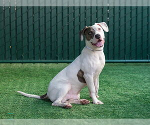 American Pit Bull Terrier Dogs for adoption in Pasadena, CA, USA