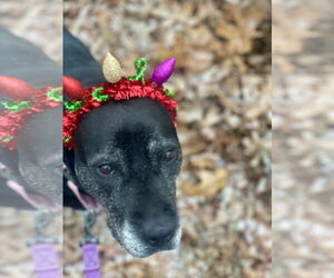 Boxer-Unknown Mix Dogs for adoption in Mount Laurel, NJ, USA