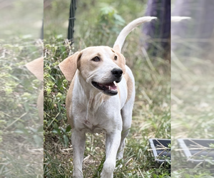 Beagle-Unknown Mix Dogs for adoption in Boston, MA, USA