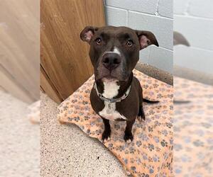 American Pit Bull Terrier Dogs for adoption in Brighton, CO, USA