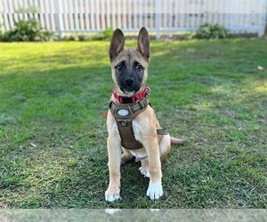 Akita-German Shepherd Dog Mix Dogs for adoption in San Clemente, CA, USA
