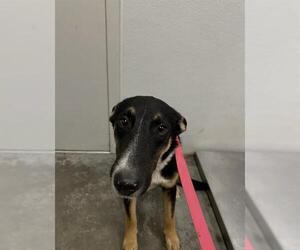 German Shepherd Dog-Unknown Mix Dogs for adoption in Rosenberg, TX, USA