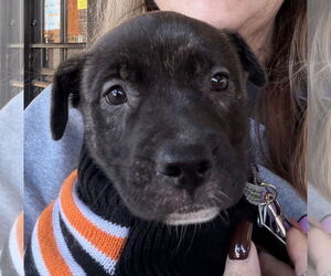 Labrador Retriever-Unknown Mix Dogs for adoption in Clarkston, MI, USA