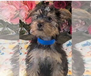 Mutt Dogs for adoption in Bon Carbo, CO, USA