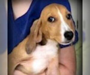 Treeing Walker Coonhound Dogs for adoption in Helena, AL, USA