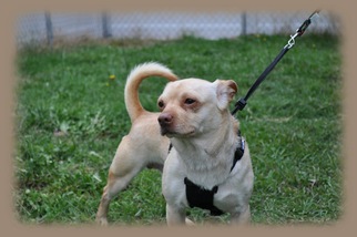 Chug Dogs for adoption in Canton, CT, USA