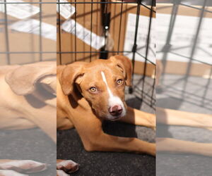 Mutt Dogs for adoption in Mount Pleasant, SC, USA