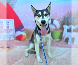 Siberian Husky Dogs for adoption in Long Beach, CA, USA
