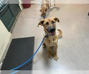 Carolina Dog Dogs for adoption in Pasadena, CA, USA