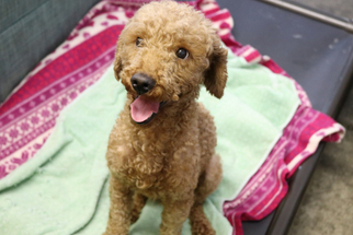 Poodle (Toy) Dogs for adoption in Agoura Hills, CA, USA