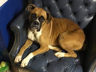 Boxer Dogs for adoption in Pawtucket, RI, USA