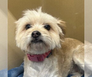 Mutt Dogs for adoption in Canton, CT, USA