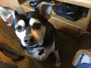 Chihuahua Dogs for adoption in CORNING, NY, USA