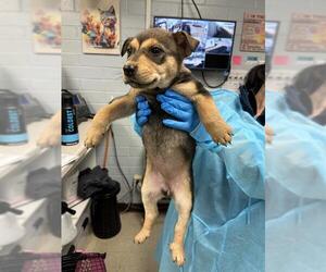 German Shepherd Dog-Unknown Mix Dogs for adoption in Stockton, CA, USA