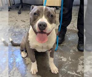 Mutt Dogs for adoption in Camarillo, CA, USA