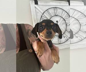 Chihuahua-Unknown Mix Dogs for adoption in Oakhurst, NJ, USA