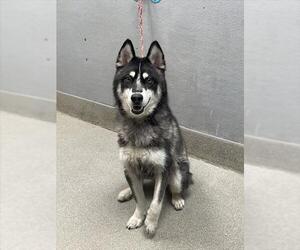 Huskies -Unknown Mix Dogs for adoption in Las Vegas, NV, USA