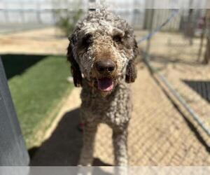 Poodle (Standard)-Unknown Mix Dogs for adoption in HESPERIA, CA, USA