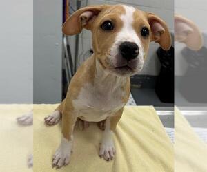 American Pit Bull Terrier-Unknown Mix Dogs for adoption in Peoria, IL, USA