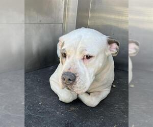 American Staffordshire Terrier-Unknown Mix Dogs for adoption in Grand Prairie, TX, USA