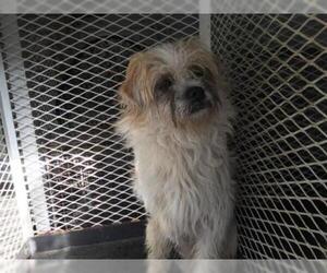 Lhasa Apso Dogs for adoption in Modesto, CA, USA