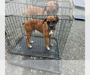 Boxer Dogs for adoption in Austin, TX, USA