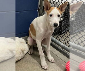 Mutt Dogs for adoption in Sterling, MA, USA